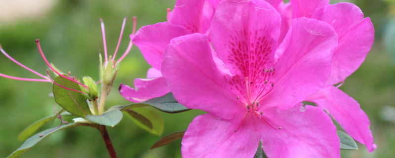 秋季杜鹃花怎样施肥（秋季杜鹃花施什么肥好）