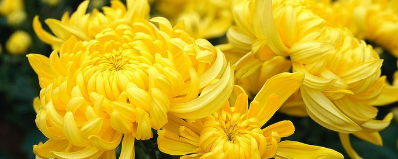 菊花根部发黑怎么办（干菊花根部发黑怎么办）