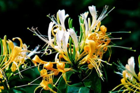 金银花能水培吗