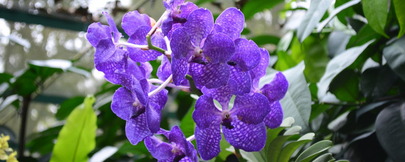 蝴蝶兰如何爆盆 怎么养蝴蝶兰才能让它爆盆