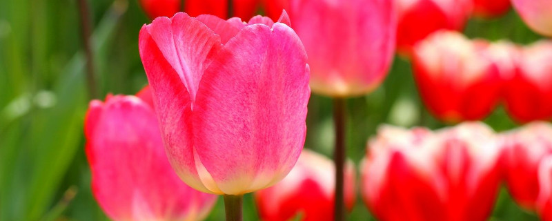 郁金香种球太小怎么办 郁金香种球怎么养小球