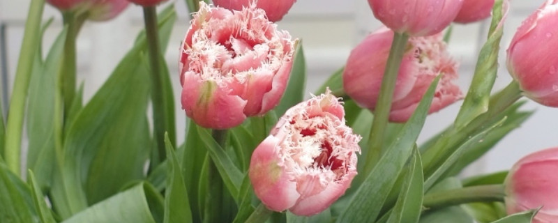 郁金香不发芽怎么办（郁金香不发芽怎么回事）