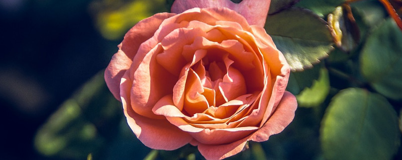 月季是每月开花吗 月季每个月开花吗