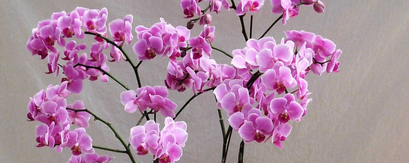 蝴蝶兰能放在客厅吗（蝴蝶兰能不能放在客厅）