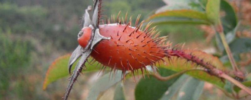 金樱子不熟可以采摘吗 金樱子什么时候成熟采摘?