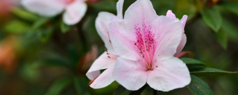 杜鹃花插枝多久能生根（杜鹃花扦插多久生根）