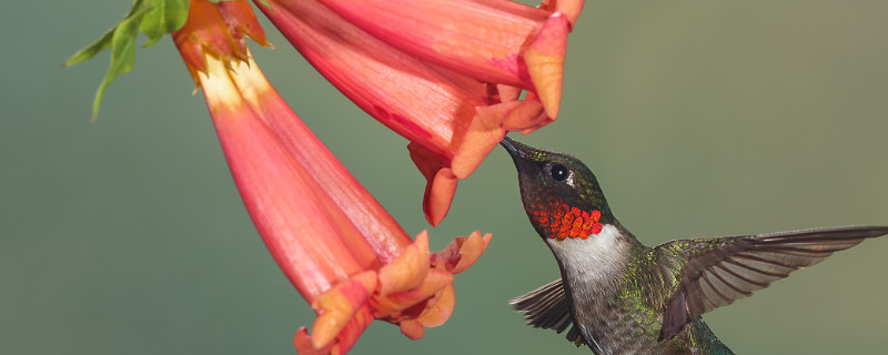凌霄花怎么过冬 凌霄花怎么过冬天