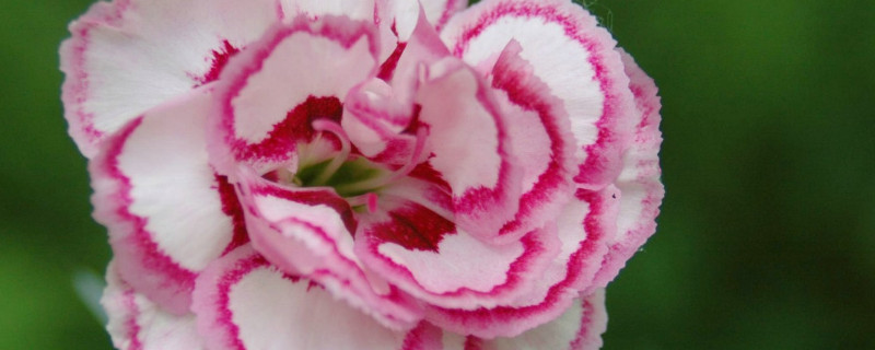 康乃馨出苗后何时移植(康乃馨什么时候移苗)