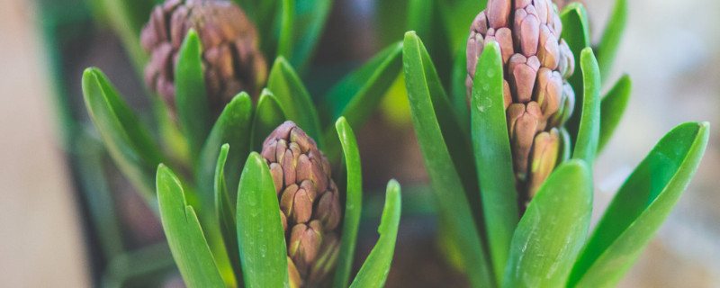 风信子春天开花吗 风信子是不是春天开的花