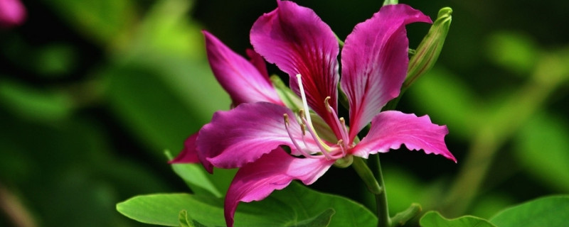 紫荆花只有一种颜色吗 紫荆的花是什么颜色的