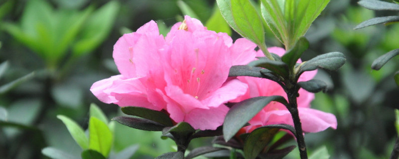 杜鹃花换盆需要注意什么（刚换盆的杜鹃花应该注意什么）