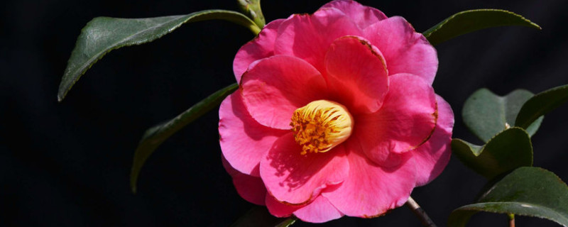 适合北方养的茶花品种 适合北方养的茶花品种栀子花