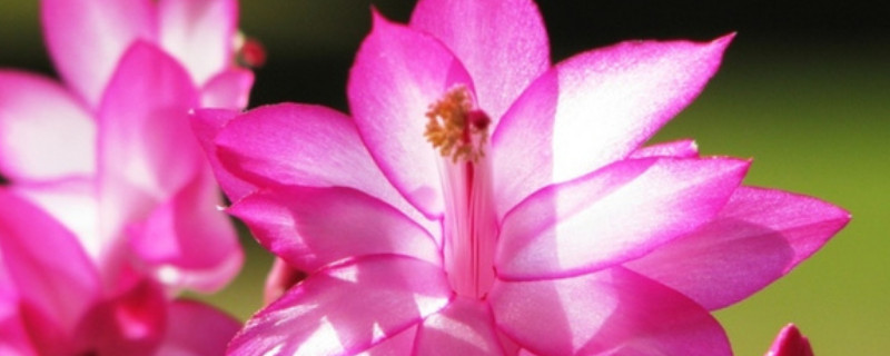 蟹爪兰怎么嫁接（蟹爪兰怎么嫁接到仙人掌上）