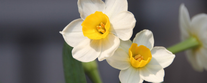 为什么水仙的叶子会往下垂（水仙花叶子往下垂）