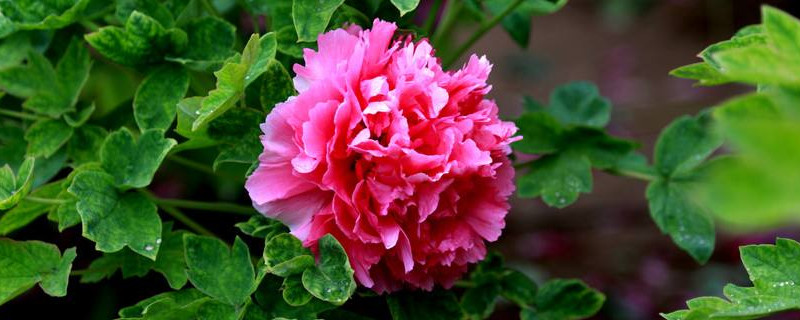 牡丹夏天要遮阳吗（牡丹夏季需要遮阴吗）