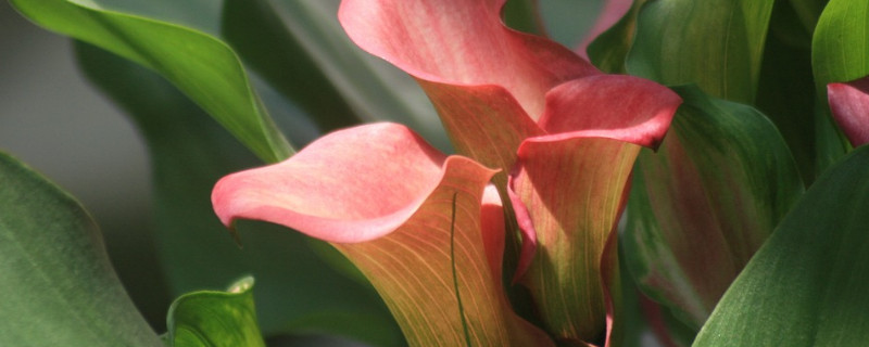 马蹄莲夏季怎么养（夏天马蹄莲的养殖方法和注意事项）