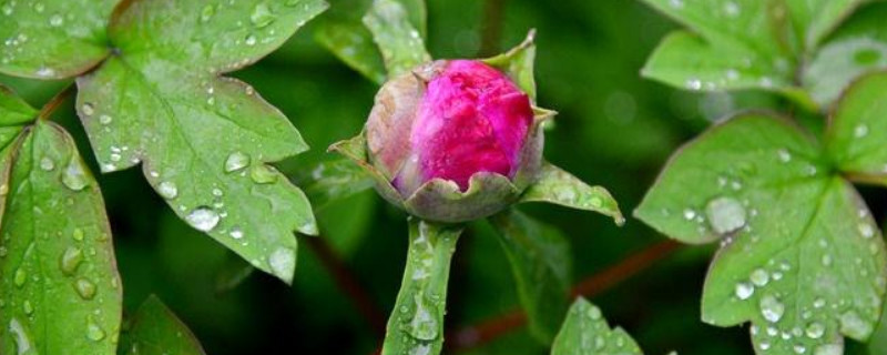 芍药花秋天落叶后的管理 秋天芍药花怎样管理