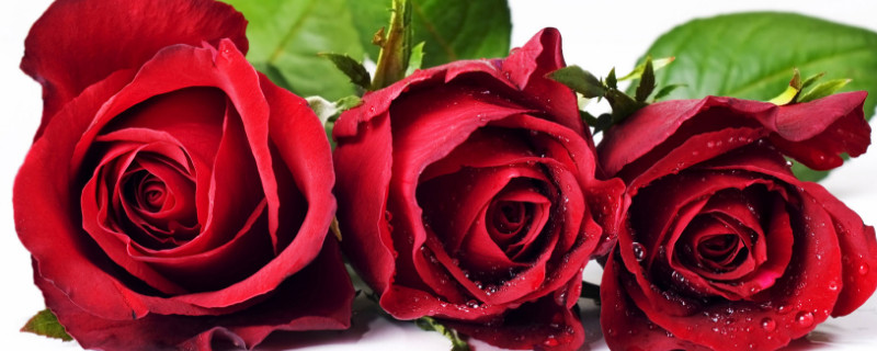 101朵玫瑰代表什么意思 1010朵玫瑰花什么意思