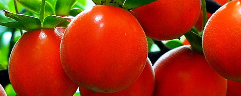 金蛋子树怎样栽培好 盆栽金蛋子树