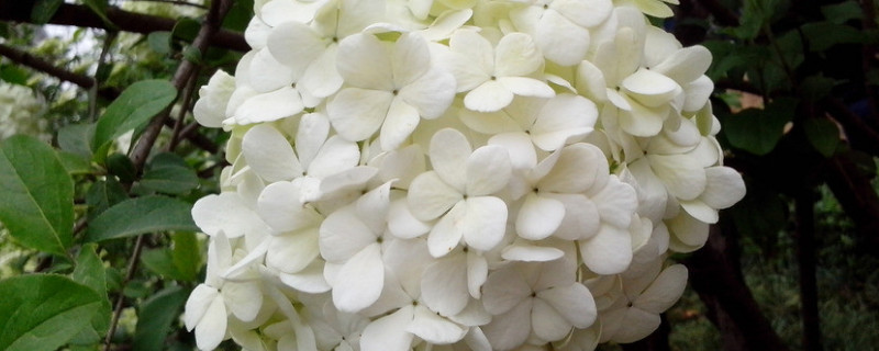 绣球花一朵花期多久 绣球花一朵能开多久