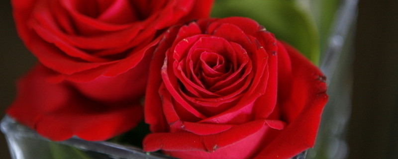 玫瑰花花期多长时间