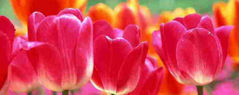 郁金香是多年生的吗 郁金香 多年