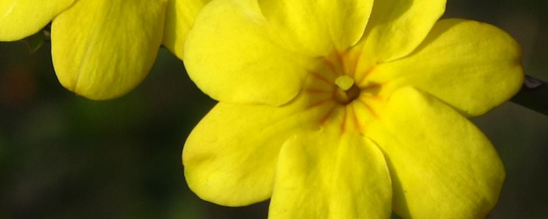 夏天迎春花为什么不长叶 迎春花冬天有叶子吗