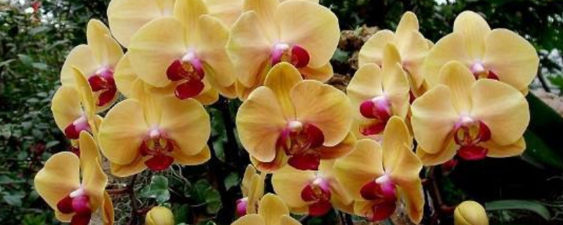 蝴蝶兰的根部发霉怎么办（蝴蝶兰根部腐烂怎么办）