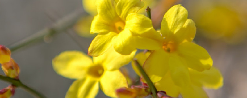 迎春花是木本还是草本（迎春是灌木还是草本）