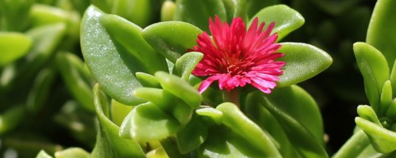 水培牡丹吊兰的养殖方法和注意事项 牡丹吊兰的养殖方法