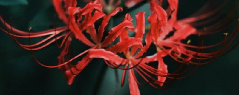 彼岸花什么时候开花和长叶 彼岸花几月份长叶子