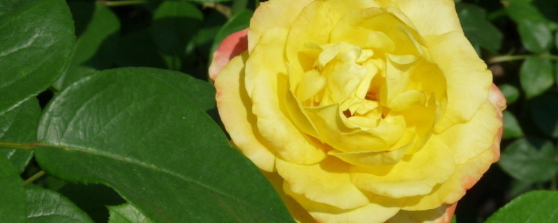 月季怎么浇水（庭院月季怎么浇水）