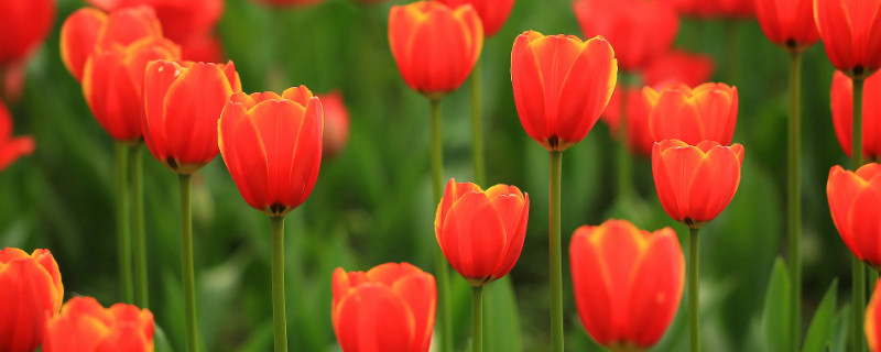 郁金香会不会结果 郁金香会结果吗?