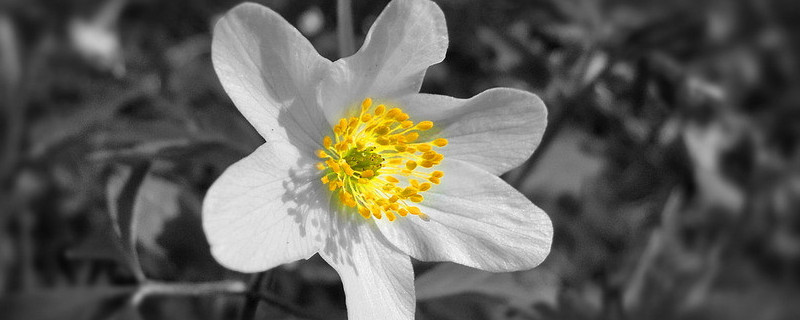 雏菊冬天开花吗（雏菊可以冬天开花吗）