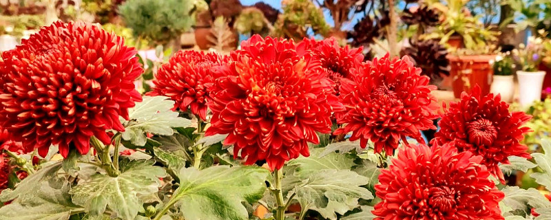 菊花冬天怎么保养 春天菊花怎么养护