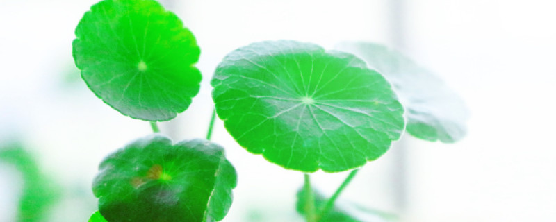 铜钱草怕冻吗（铜钱草怕霜冻吗）