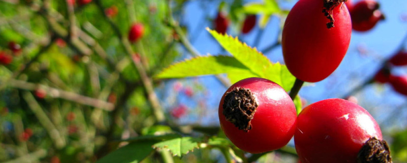 玫瑰花会结果子吗 玫瑰花会结果子吗如果会是什么样子的