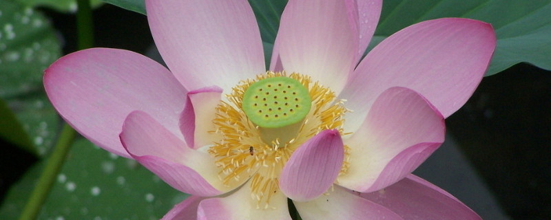 荷花冬天能种吗（冬天能种荷花吗?）