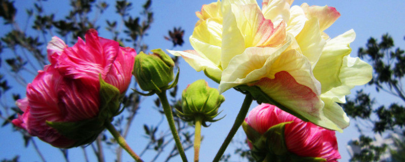 芙蓉花不长花苞怎么办（芙蓉花没开花苞掉）