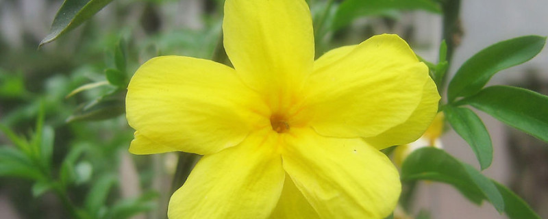 迎春花根怎么生根（迎春花有根吗）