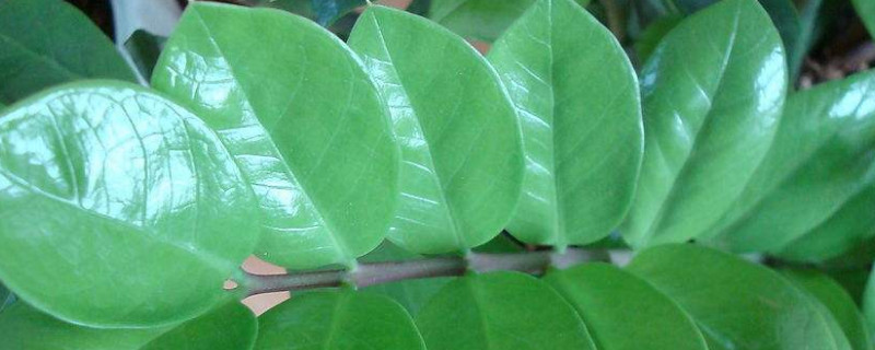 金钱树一年能长多高（金钱树多久能长高）