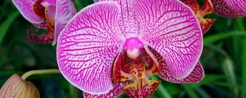 客厅种蝴蝶兰有什么好处 客厅养蝴蝶兰好吗