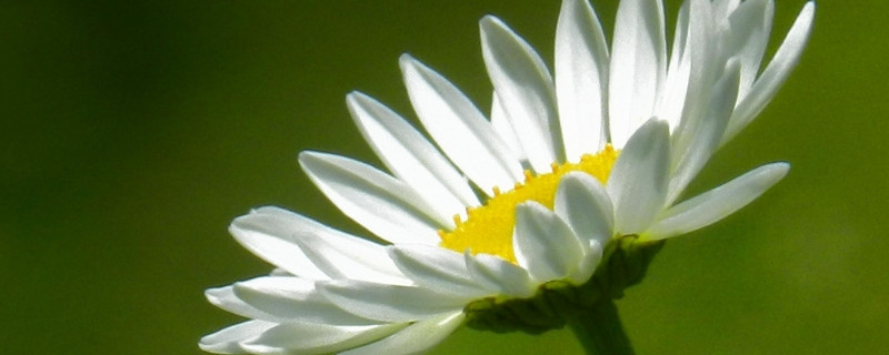 雏菊长虫子怎么办 小雏菊长虫了怎么办