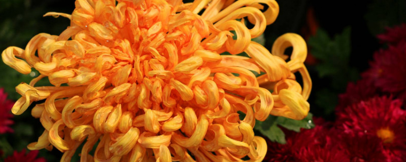 菊花养在室内能开花吗 菊花冬天室内养能开花吗