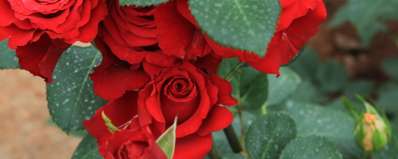 玫瑰花怎么插扦（玫瑰花怎么扦插,玫瑰花扦插方法）