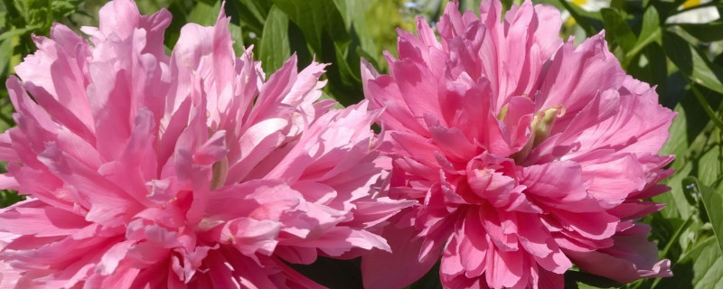 芍药怎么才能开花(芍药怎样开花)