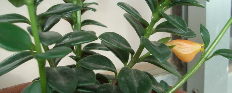 金鱼吊兰掉叶子是什么原因 夏季金鱼吊兰掉叶子是什么原因