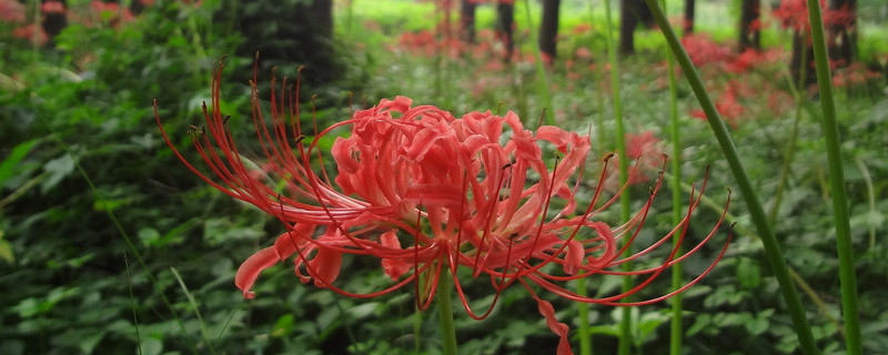 彼岸花怎样种植才开花（盆栽彼岸花怎么种）