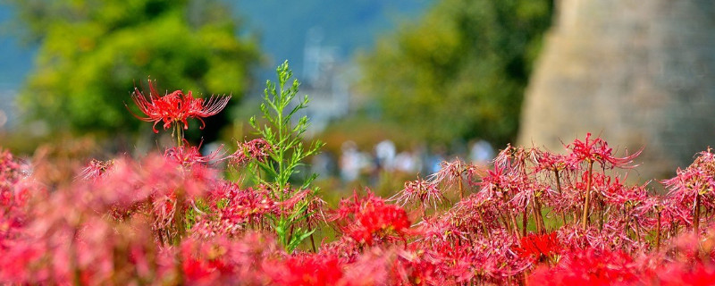 彼岸花如何栽培 彼岸花的养植方法