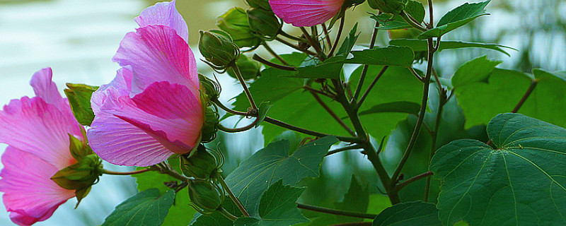 芙蓉花浇水多了咋办呀（芙蓉花浇水浇多了怎么办）